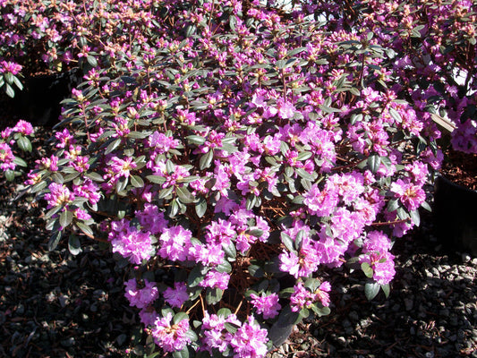 PJM Elite Rhododendron (RHODO. PJM ELITE) - 3 gallon 15"