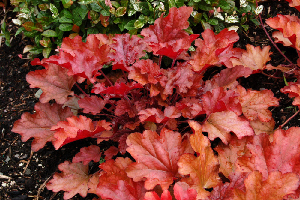 Peach Flambe Coral Bells (HEUCHERA PEACH FLAMBE) - 1 gallon