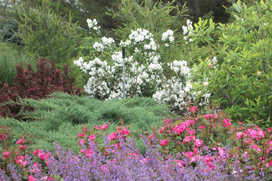 Snow White™ Mockorange (PHIL. SNOW WHITE™ FANTASY) - 3 gallon 18"