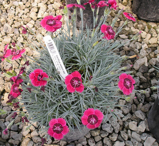 Eastern Star™ Pinks (DIANTHUS EASTERN STAR) - 1 gallon