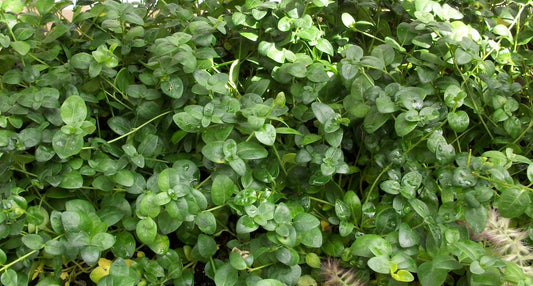 Bowles Dwarf Periwinkle (VINCA MINOR BOWLES) - 1 gallon