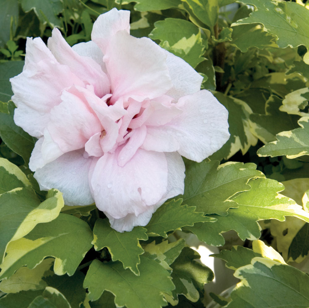Sugar Tip® Rose of Sharon (HIBISCUS S. SUGAR TIP) - 3 gallon 18"