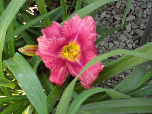 Rosy Returns Daylily (HEMER ROSY RETURNS) - 1 gallon
