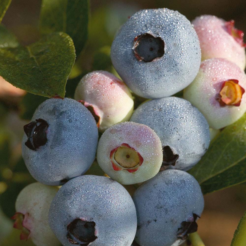 Chandler Highbush Blueberry  - 1 gallon 10"