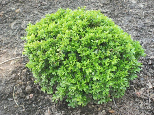 Wee Willie™ Boxwood (BUXUS WEE WILLIE) - 1 gallon 8"