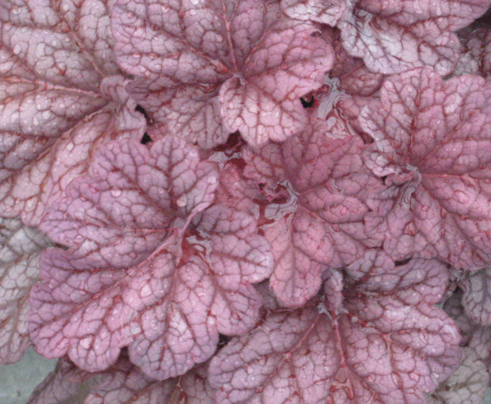 Berry Smoothie Coral Bells (HEUCHERA BERRY SMOOTHIE) - 1 gallon