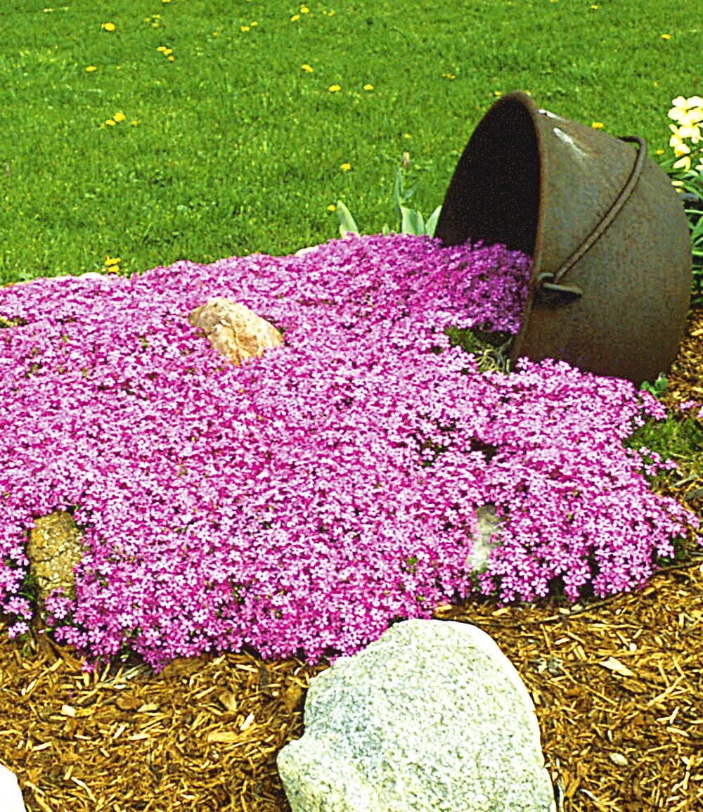 Emerald Pink Moss Phlox (PHLOX SUB. EMERALD PINK) - 1 gallon