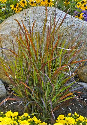 Prairie Winds® 'Cheyenne Sky' Red Switch Grass (GRASS - PA. CHEYENNE SKY) - 3 gallon