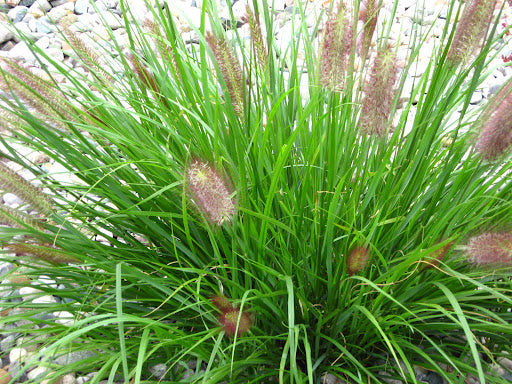 Red Head Fountain Grass (GRASS - PE. AL. RED HEAD) - 3 gallon