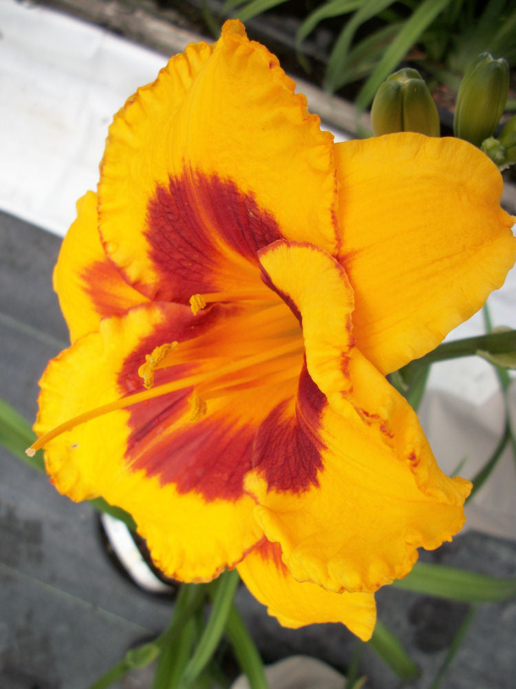 Fooled Me Daylily (HEM T.A.N. FOOLED ME) - 1 gallon