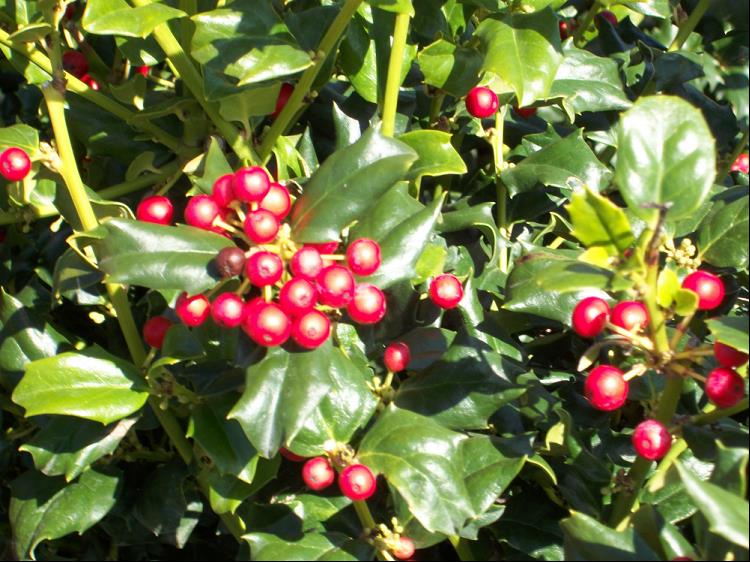China Dynasty (China Boy/China Girl) Holly (ILEX X MES. CHINA DYNASTY) - 3 gallon 15"