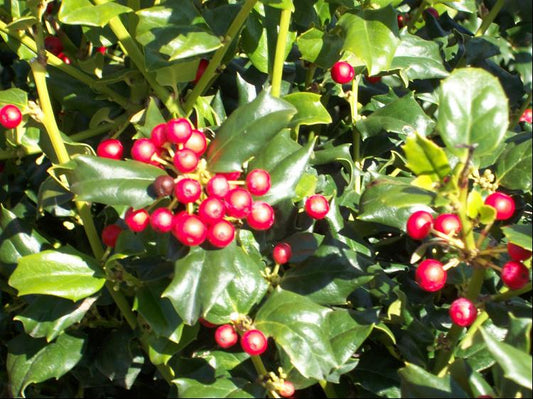 China Dynasty (China Boy/China Girl) Holly (ILEX X MES. CHINA DYNASTY) - 3 gallon 15"