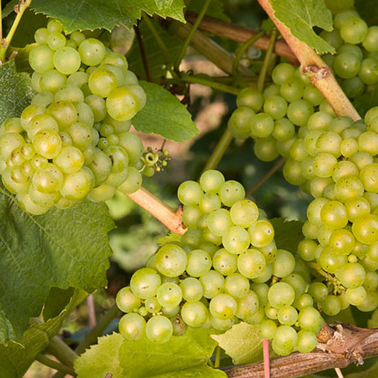 Lakemont Grape (VITIS LAKEMONT) - 1 gallon
