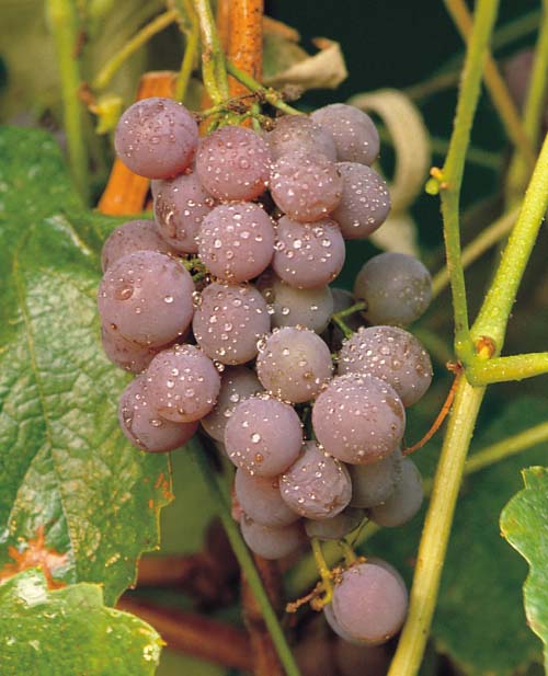 Canadice Grape (VITIS CANADICE) - 1 gallon