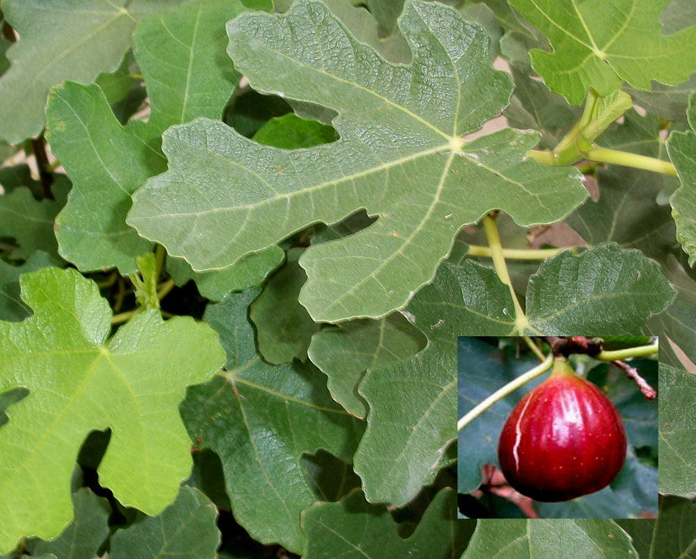 Brown Turkey Fig (FICUS BROWN TURKEY) - 3 gallon 12"