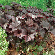 Bronze Wave Coral Bells (HEUCHERA V. BRONZE WAVE) - 1 gallon