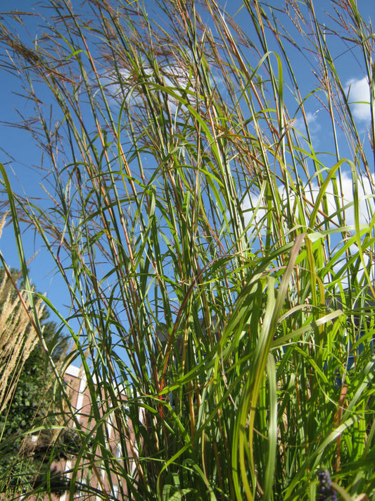 Big Bluestem Grass (GRASS - AND. G BIG BLUESTEM) - 2 gallon