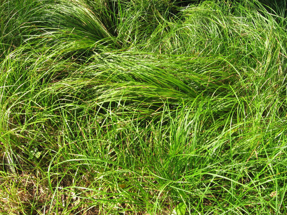 Pennsylvania Sedge (GRASS - CAREX PENSYLVANICA) - 1 gallon