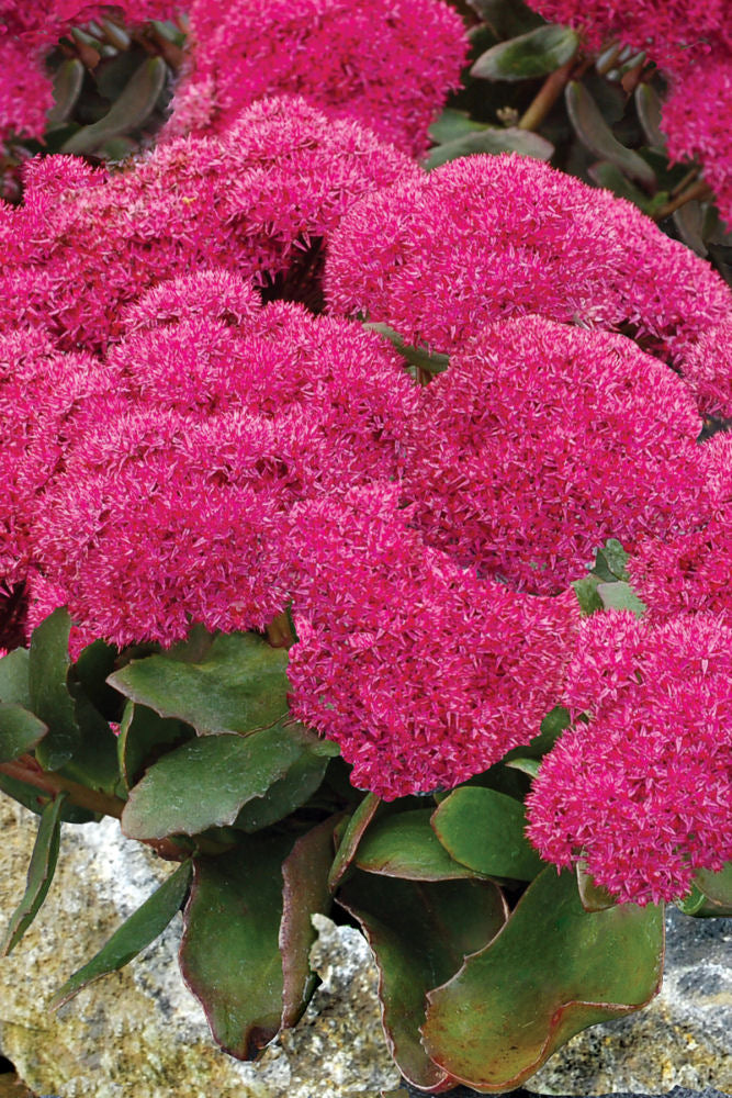 Birthday Party Stonecrop (SEDUM BIRTHDAY PARTY) - 1 gallon