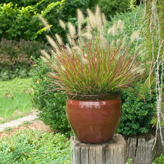 Burgundy Bunny Fountain Grass (GRASS - PE. AL. BURGUNDY BUNNY) - 1 gallon
