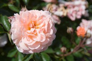 Apricot Drift® Rose (ROSE DRIFT APRICOT) - 2 gallon