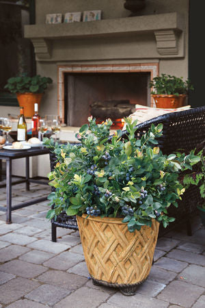 Peach Sorbet® Blueberry (VACCINIUM PEACH SORBET) - 1 gallon