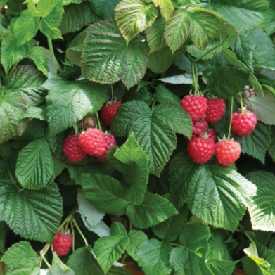 Raspberry Shortcake® (RUBUS RASPBERRY SHORTCAKE) - 2 gallon