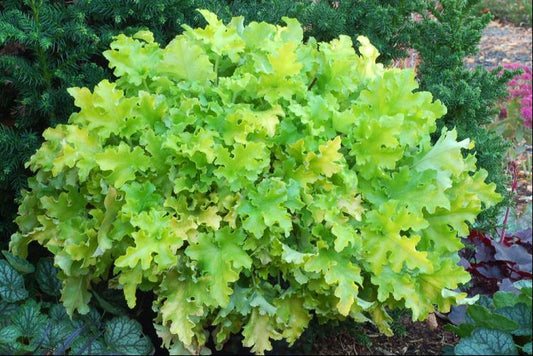 Lime Marmalade Coral Bells (HEUCHERA LIME MARMALADE) - 1 gallon