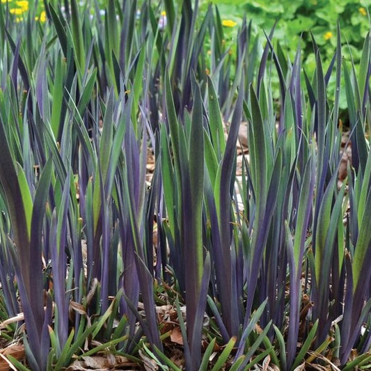 Purple Flame Iris (IRIS VERSICOLOR PURPLE FLAME) - 1 gallon