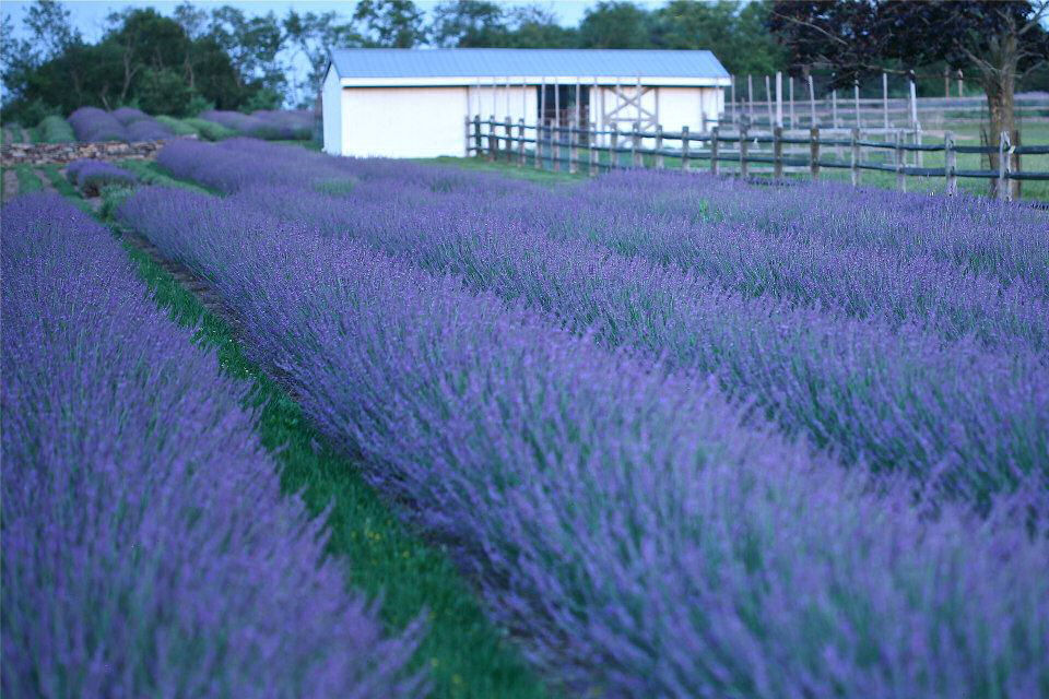 Phenomenal® Lavender (LAVANDULA X I. PHENOMENAL) - 3QT