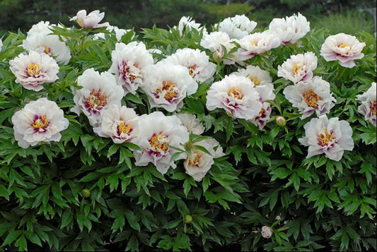 Cora Louise Itoh Peony (PAEONIA I CORA LOUISE  (PINK)) - 2 gallon