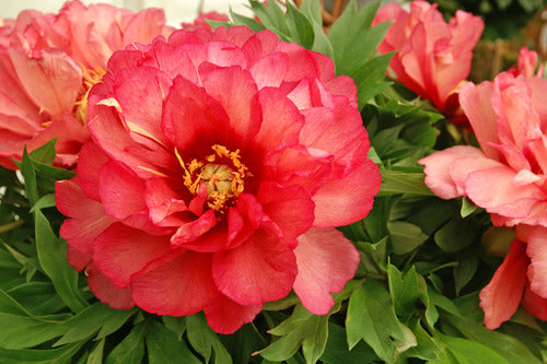 Julia Rose Itoh Peony (PAEONIA I JULIA ROSE (PINK APRICOT)) - 2 gallon