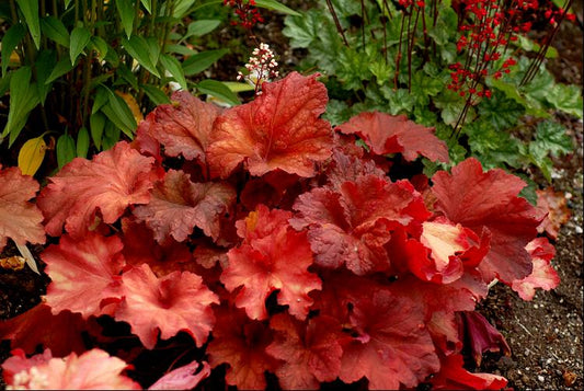 Rio Coral Bells (HEUCHERA RIO) - 1 gallon