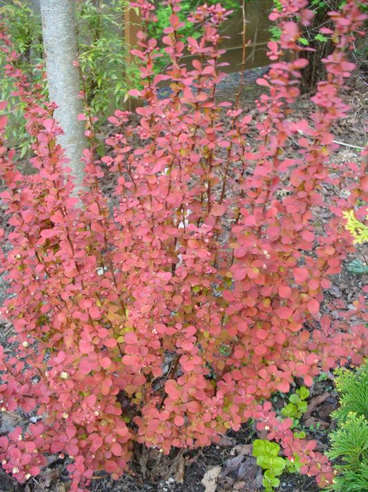 Orange Rocket Barberry (BERBERIS THUN. ORANGE ROCKET) - 2 gallon 15"