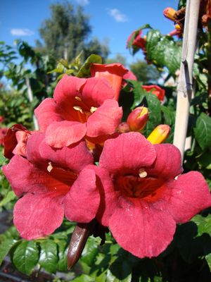 First Editions® Atomic Red™ Trumpet Vine (CAMPSIS RADICANS STROMBOLI)