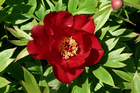 Scarlet Heaven Itoh Peony (PAEONIA I SCARLET HEAVEN  (SCARLET)) - 2 gallon