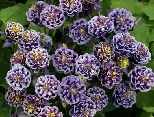 Winky Double Blue & White Columbine (AQUILEGIA WINKY DBL DARK BLUE & WHITE) - 1 gallon