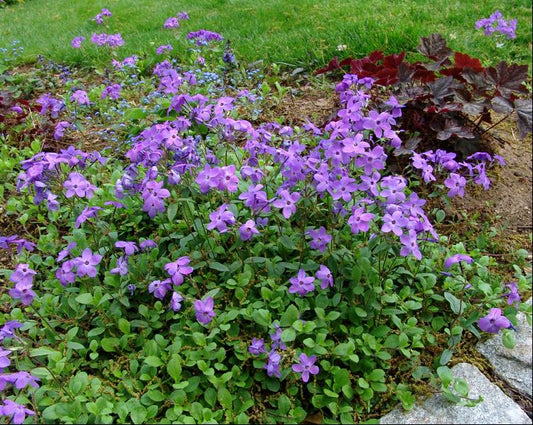 Sherwood Purple Creeping Phlox (PHLOX STOL. SHERWOOD PURPLE) - 1 gallon