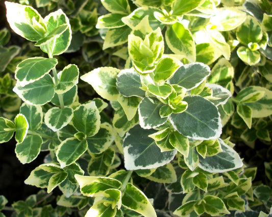 Emerald Gaiety™ Euonymus (EUONYMUS FOR. EMERALD GAIETY) - 2 gallon 10"