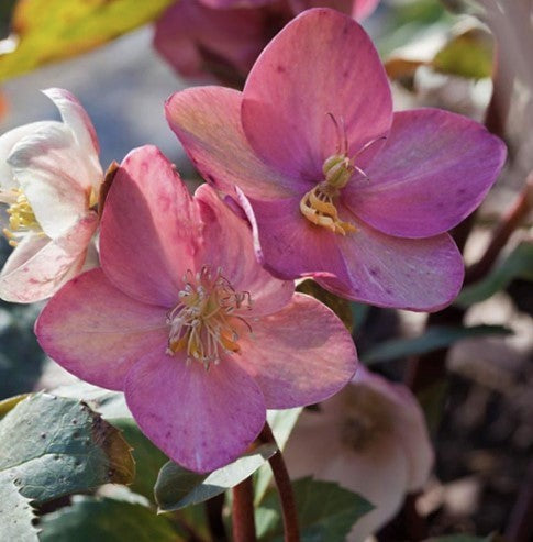 Pink Frost Lenten Rose (HELLEBORUS PINK FROST) - 1 gallon