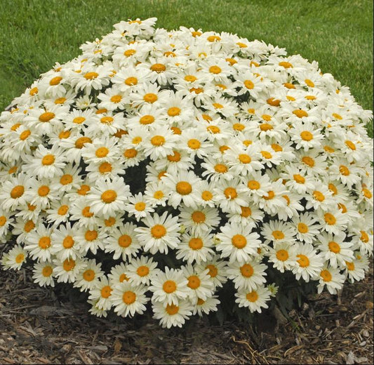 Whoops-a-Daisy Shasta Daisy (LEUCANTHEMUM X S. WHOOPS-A-DAISY) - 1 gallon