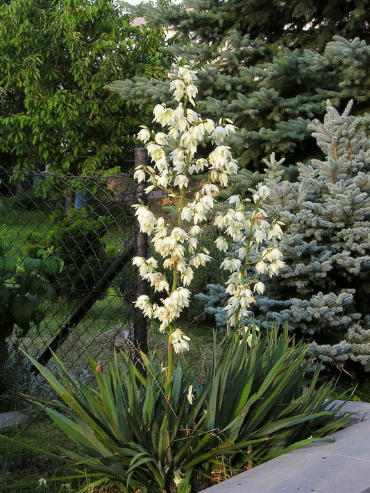 Adam's Needle (YUCCA FILAMENTOSA) - 2 gallon