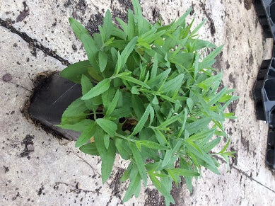 Pink Moody Blues Speedwell (VERONICA PINK MOODY BLUES) - 1 gallon