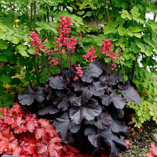 Black Forest Cake Coral Bells (HEUCHERA BLACK FOREST CAKE) - 1 gallon