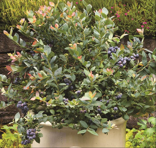 Pink Icing® Blueberry (VACCINIUM PINK ICING) - 1 gallon