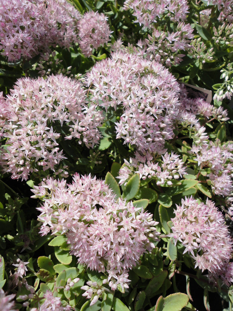 Rock 'N Round® 'Pure Joy' Stonecrop (SEDUM PURE JOY) - 1 gallon