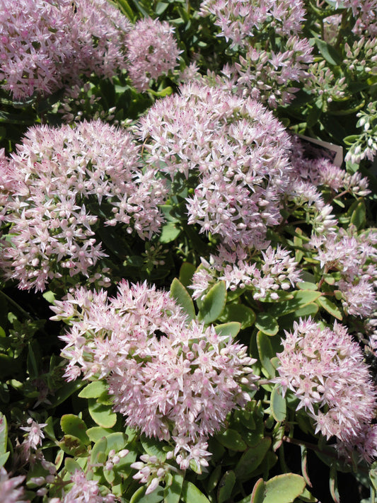 Rock 'N Round® 'Pure Joy' Stonecrop (SEDUM PURE JOY) - 1 gallon