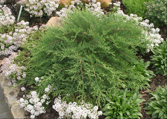 Celtic Pride® Siberian Cypress (MICROBIOTA D. CELTIC PRIDE) - 3 gallon 15"