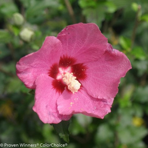 Lil' Kim® Red Rose of Sharon (HIBISCUS S. LIL KIM® RED) - 2 gallon