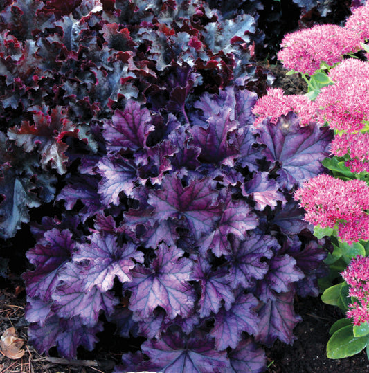 Forever Purple Coral Bells (HEUCHERA FOREVER PURPLE) - 1 gallon